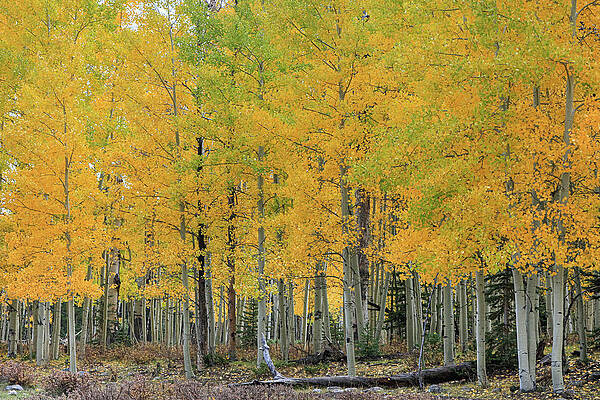 Sky Wall Art featuring the photograph Stand Of Aspens by Steve Templeton