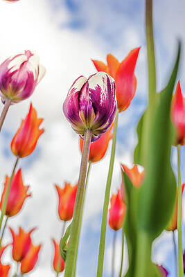Greenery Photograph - Stand Up by Nova Rae