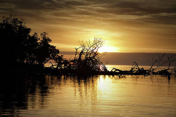 Florida Wall Art featuring the photograph Standing by Alberto Audisio