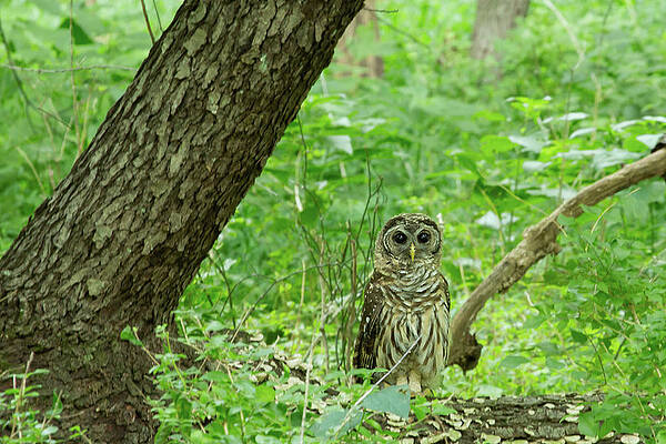 Feather Wall Art featuring the photograph Standing At Attention by Gina Fitzhugh