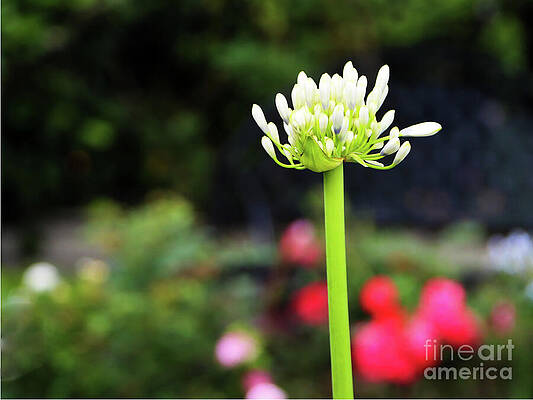 Wall Art featuring the photograph Standing At Attention by Rick Locke - Out of the Corner of My Eye