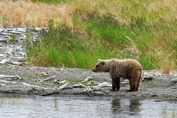 Wall Art featuring the photograph Standing Bear by Harry Banks