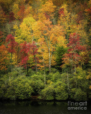 Vibrant Autumn Forest Scene Wall Art