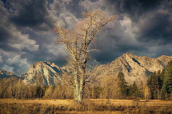 Jackson Hole Photograph - Standing Tall by Jon Snyder