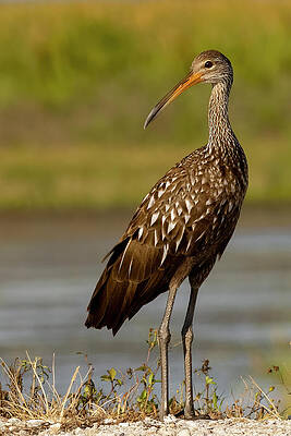 Florida Photograph - Standing Tall by RD Allen
