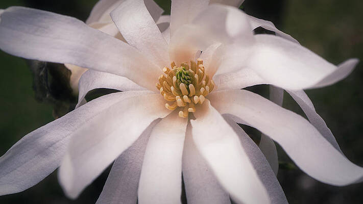 Wall Art featuring the photograph Star Magnolia Wide Closeup by Jason Fink