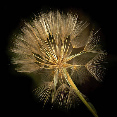 Flower Photograph - Starburst Vortex by Tim Lyden