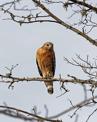 Stare - Red-shouldered Hawk by KJ Swan