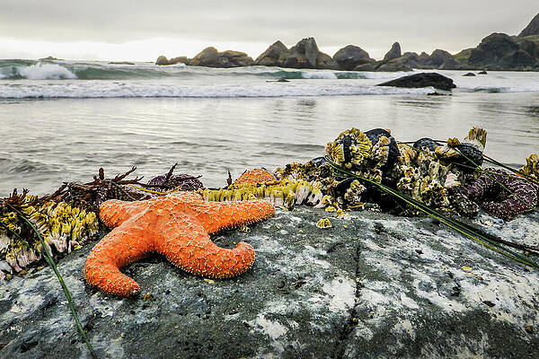 Oregon Photograph - Starfish by Diane Moller