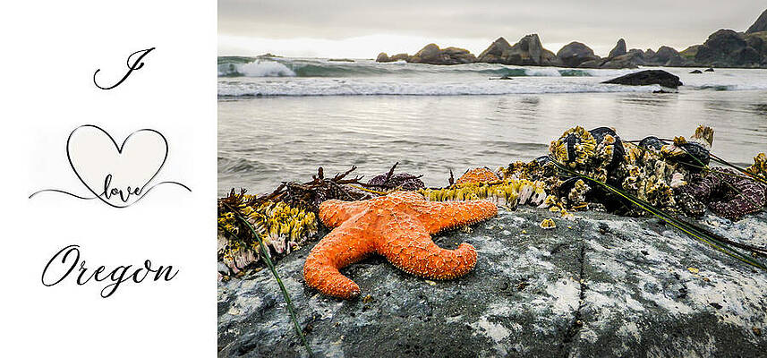 Oregon Photograph - Starfish I Love Oregon by Diane Moller