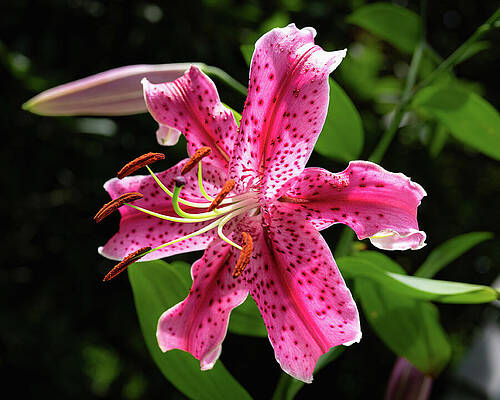 Vivid Pink Lily Bloom Wall Art