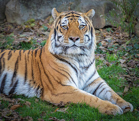 Wildlife Wall Art featuring the photograph Staring Tiger by Dave King