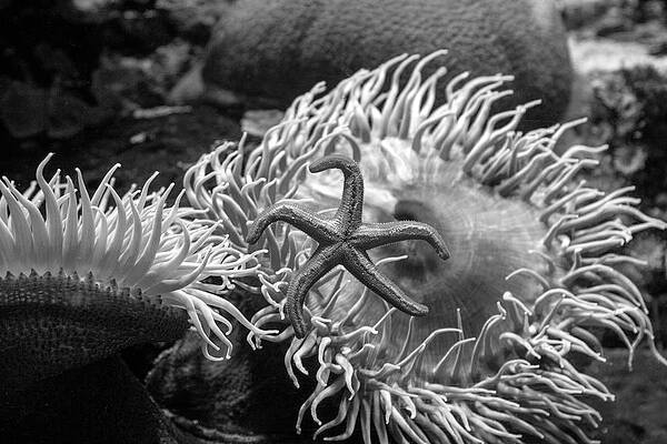 Black And White Photograph - Starstuck by Gina Cinardo