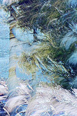 Tree Photograph - Start Of Winter by Ursula Abresch