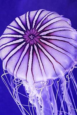 Animal Photograph - Jelly Belly - Northern Sea Nettle by KJ Swan