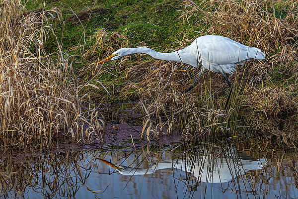 Nature Photograph - Stealth Mode-Egret by Tim Lyden