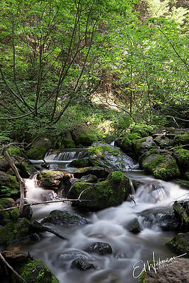 Steam in the Forest by Ed Wilkerson