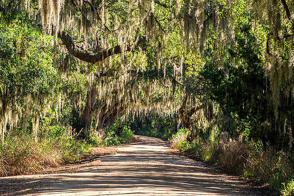 South Carolina Wall Art featuring the photograph Steamboat Landing Live Oaks by Douglas Wielfaert