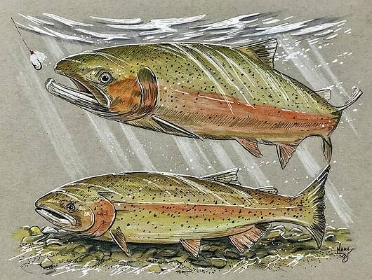 Water Painting - Steelhead by Mark Ray