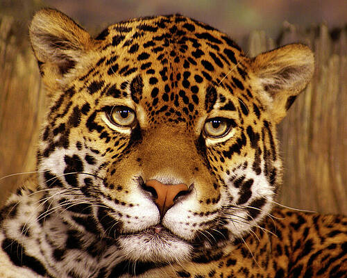 Wisconsin Photograph - Stella, Close Up by Deb Beausoleil