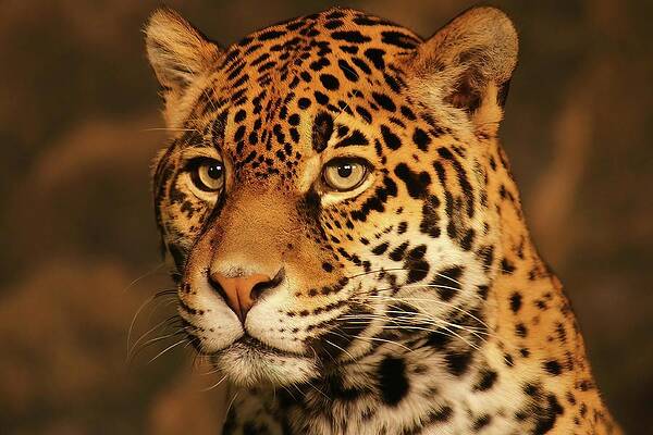 Wisconsin Photograph - Stella The Jaguar by Deb Beausoleil