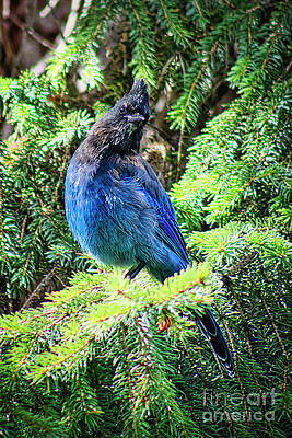 Wildlife Photograph - Steller's Jay by Thomas Nay