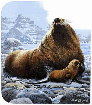 Steller Sea Lion Print