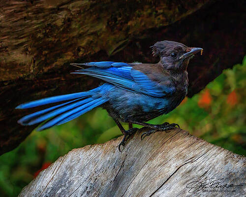Vibrant Photograph - Steller's Jay by Joe Fisher