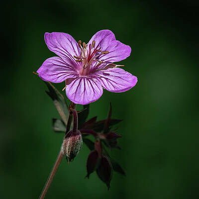 Flower Photograph - Sticky Geranium Blossom by Tim Lyden