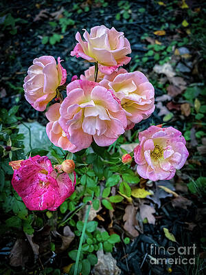 Fall Photograph - Still Budding by William Norton