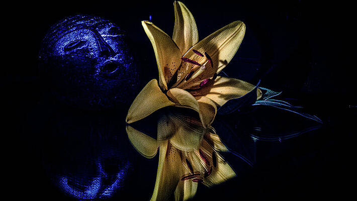 Vintage Photograph - Still Life, Lily Reflection by Robert Niemeier