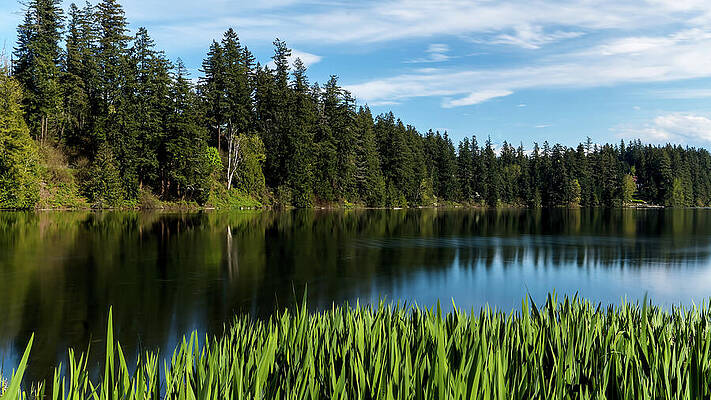 Still Water Forest Reflection by Carl Prothman