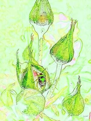 Abstract Photograph - Stink Bug On A Rose Bush by Bruce Block