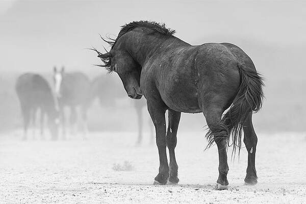 Arizona Photograph - Stoic Stallion. by Paul Martin