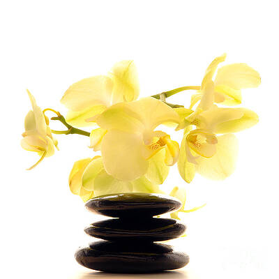 Yellow Orchids and Black Stones Wall Art