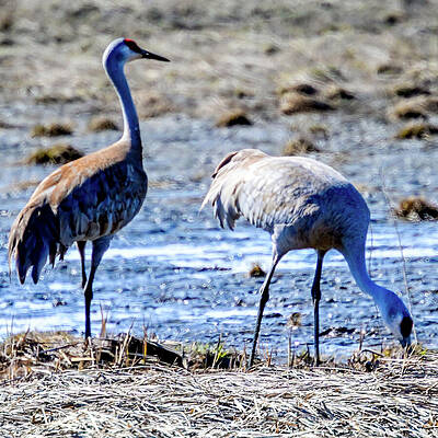 Wall Art featuring the photograph Stopping By For Lunch - Potters Marsh by Harry Banks