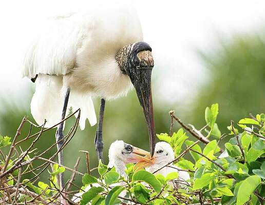 Photograph - Stork And Chicks by Rebecca Herranen