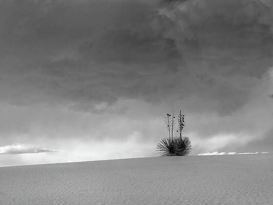 New Mexico Photograph - Storm Cloud Yucca by Joe Schofield