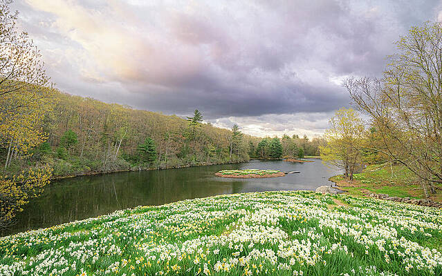 Flower Wall Art featuring the photograph Storm Clouds Over Daffodil Hill by Dave King