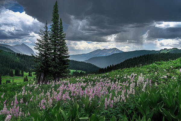 Landscape Photograph - Storm Clouds Over Mountain Meadow by Jon Snyder