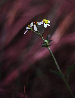 Wall Art featuring the photograph Storm by Gian Smith