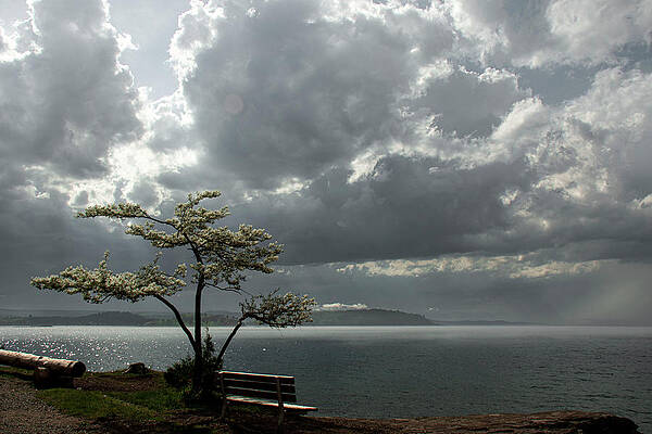 Michigan Photograph - Stormy Tree by Vi Ray