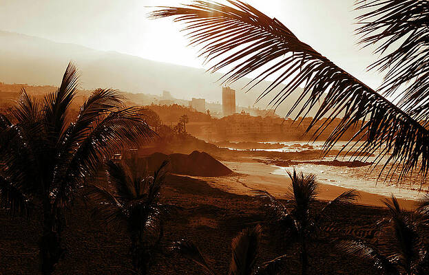 Photograph - Stormy Weather With Palm Trees On The Beach In Sepia Color by Severija Kirilovaite