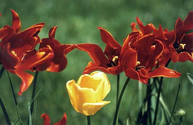 Flower Wall Art featuring the photograph Stranger In Good Company by Bonnie Colgan