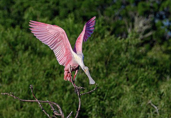Wildlife Photograph - Strategic Landing by Maryanne Keeling