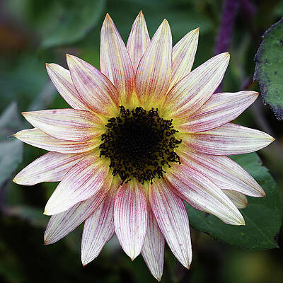 Wall Art featuring the photograph Strawberry Blonde Sunflower by Steven Nelson