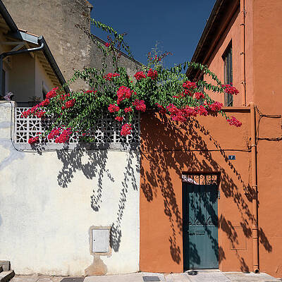 Bougainvillea Overhang on Colorful Wall Photograph