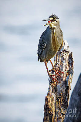 Heron Perched on a Tree Stump Photograph