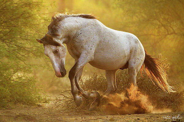 Arizona Photograph - Striking Stallion. by Paul Martin