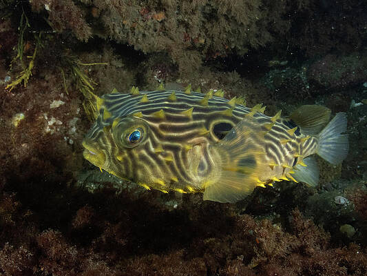 Underwater Wall Art featuring the photograph Striped Burrfish by Brian Weber